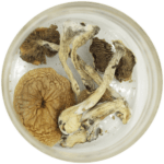 African Cubensis (Panaeolus africanus) | Buy Magic Mushrooms Canada