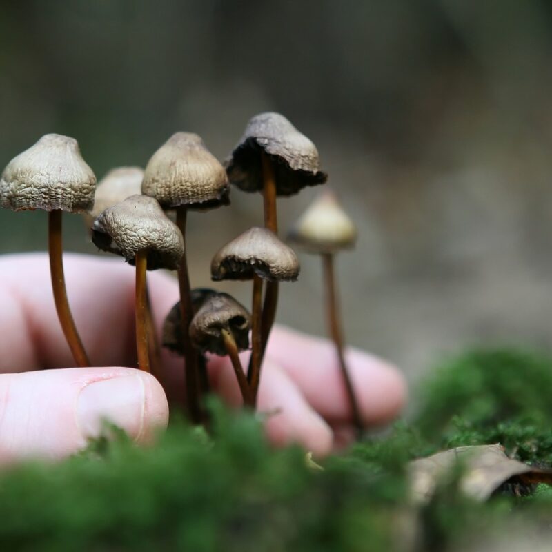 Guide to Magic Mushrooms | Buy Magic Mushrooms Canada