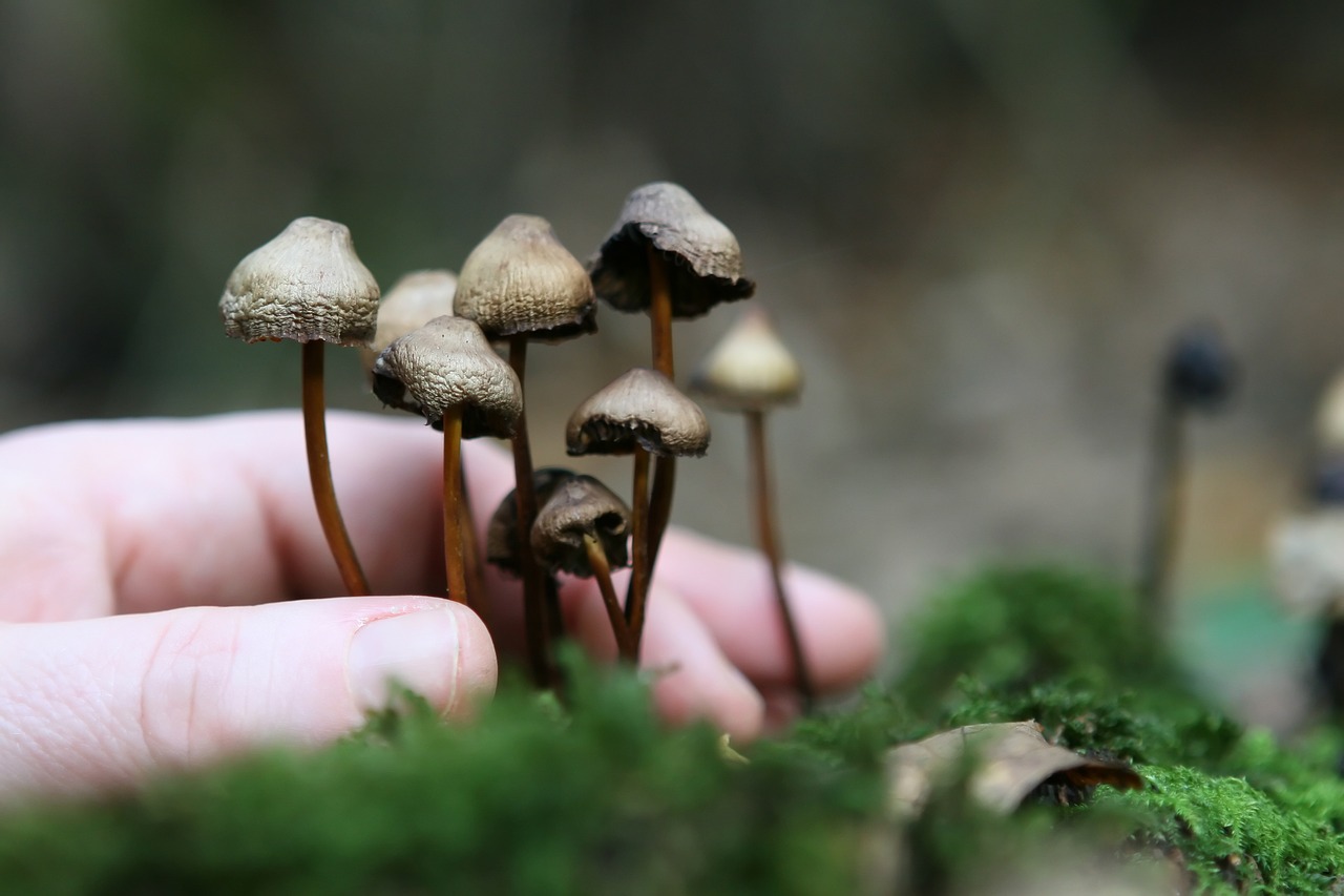 The Magic of Growing Psychedelic Mushrooms via Mycelium Cultivation
