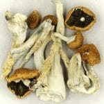 Creeper | Buy Magic Mushrooms Canada