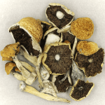 Penis Envy Cubensis | Buy Magic Mushrooms Canada