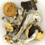 Thai Elephant | Buy Magic Mushrooms Canada