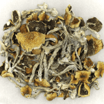 Daddy Long Legs | Buy Magic Mushrooms Canada