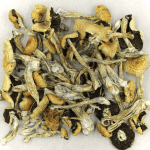 Puerto Rican | Buy Magic Mushrooms Canada