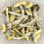 Blue Magnolia Rust | Buy Magic Mushrooms Canada