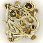 Texas Yellow Cap | Buy Magic Mushrooms Canada