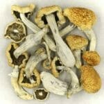 Vietnamese | Buy Magic Mushrooms Canada