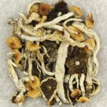Cuban | Buy Magic Mushrooms Canada