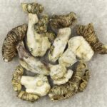 White Burma | Buy Magic Mushrooms Canada