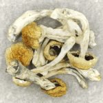 Chitwan Nepal | Buy Magic Mushrooms Canada
