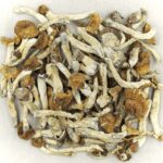 Florida White | Buy Magic Mushrooms Canada