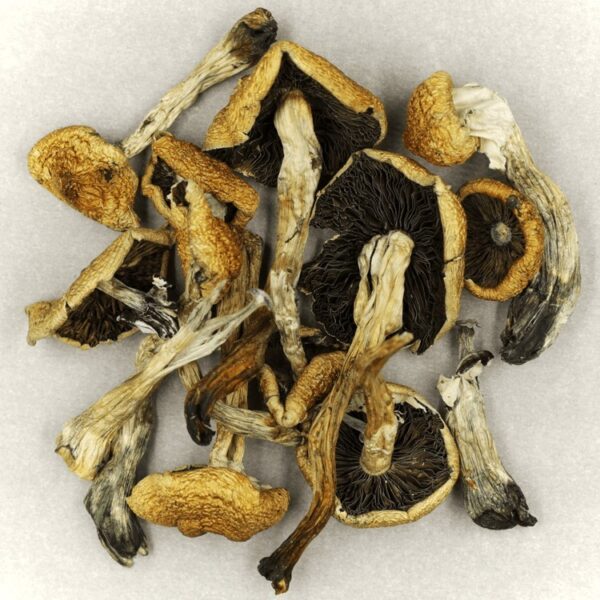 Malabar | Buy Magic Mushrooms Canada
