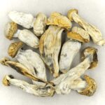 Melmac | Buy Magic Mushrooms Canada