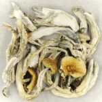 Treasure Coast | Buy Magic Mushrooms Canada