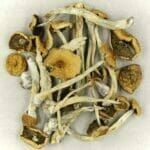 Mexicana | Buy Magic Mushrooms Canada