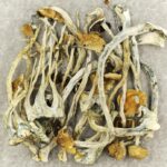 Amazonian Cubensis | Buy Magic Mushrooms Canada