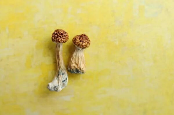 Lemon Tek at Zoomies Canada | Buy Magic Mushrooms Canada