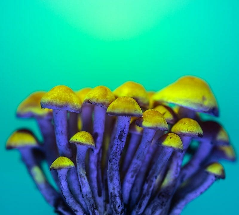 LSD Edibles | Buy Magic Mushrooms Canada