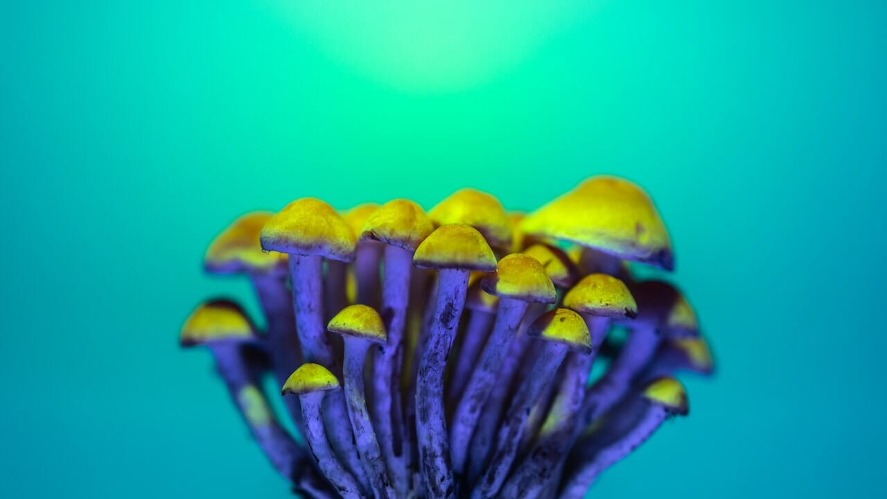 Exploring the World of Psychedelic Chemistry: A Deep Dive into LSD Edibles and Their Potential Psychedelic Effects