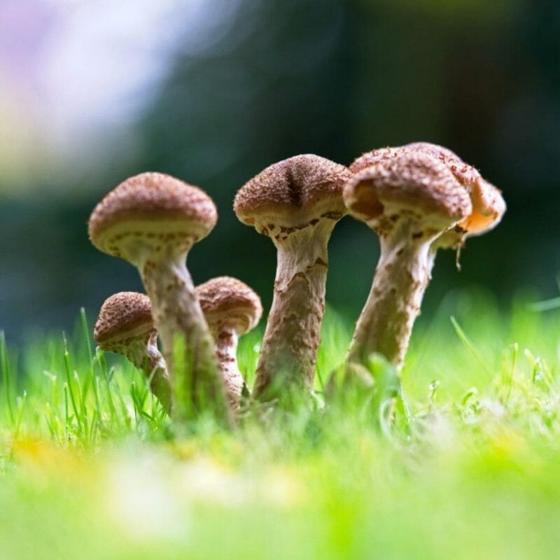 Mushroom Dispensary | Buy Magic Mushrooms Canada