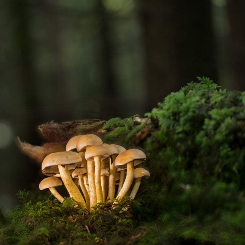 Strongest Mushroom Strains | Buy Magic Mushrooms Canada