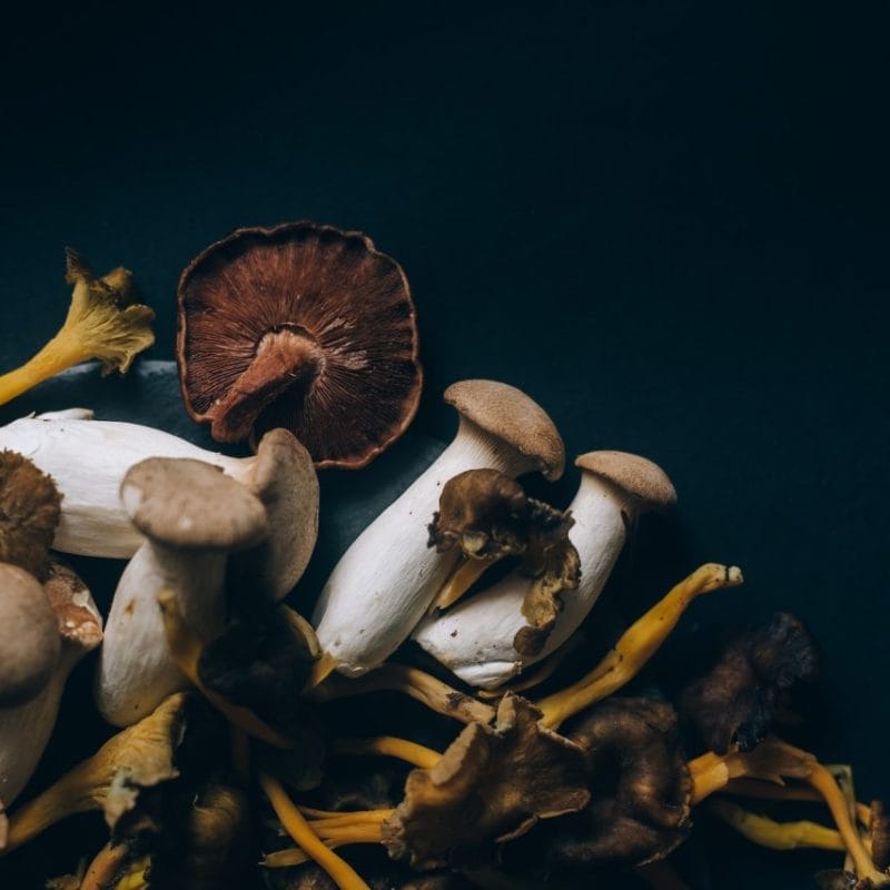 Dried Shrooms | Buy Magic Mushrooms Canada