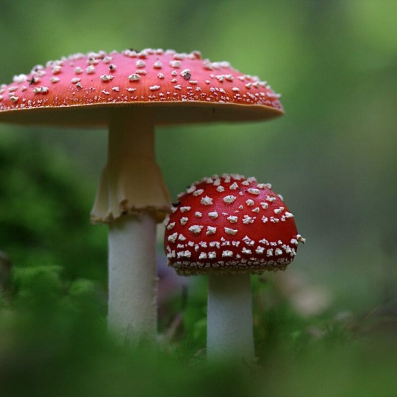 Magic Mushrooms Canada | Buy Magic Mushrooms Canada