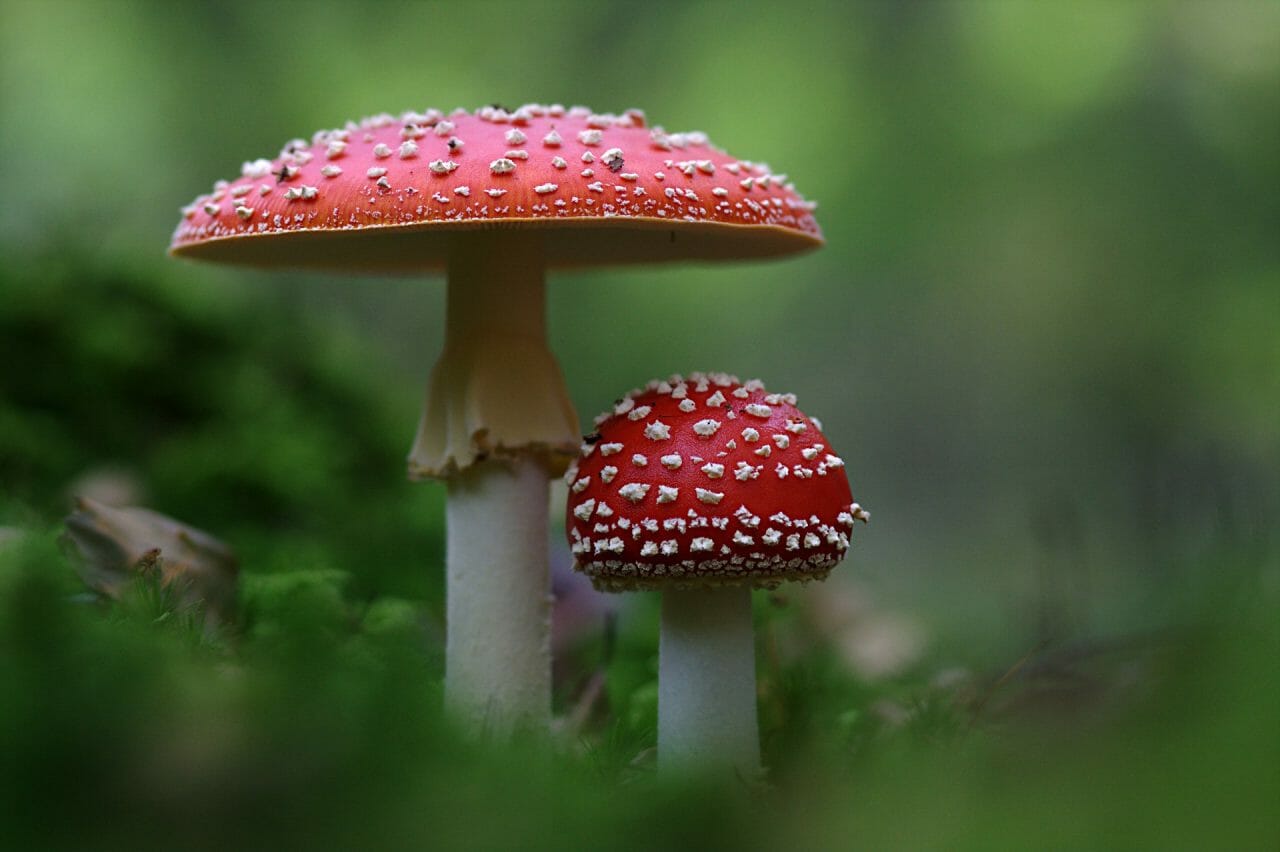 The Emergence of Magic Mushrooms in Canada: The Best Varieties to Experience
