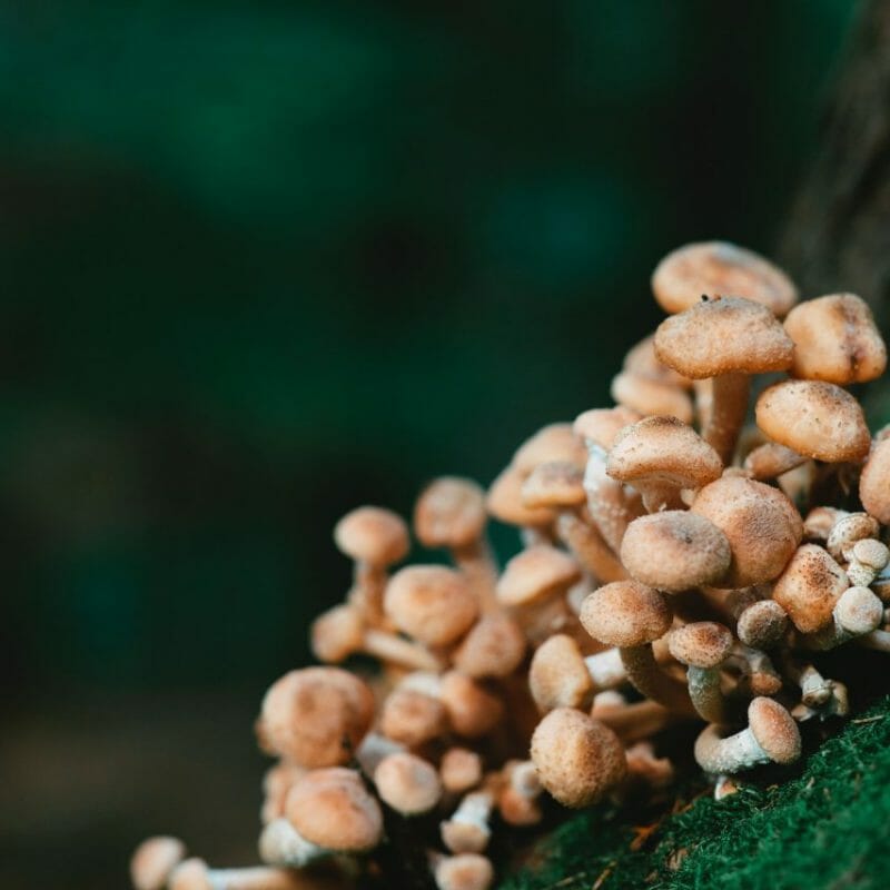 Mushroom Dispensary - Zoomies | Buy Magic Mushrooms Canada