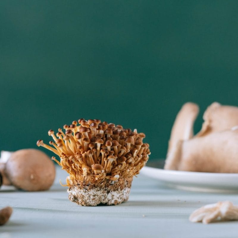 Buy Magic Mushroom | Buy Magic Mushrooms Canada
