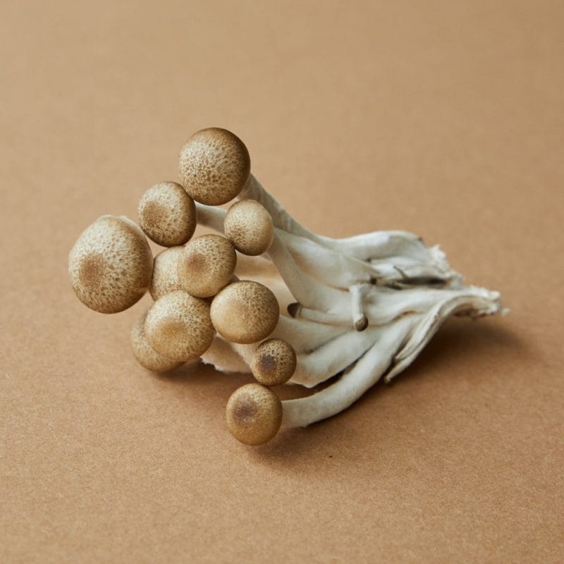 strongest mushroom strain | Buy Magic Mushrooms Canada