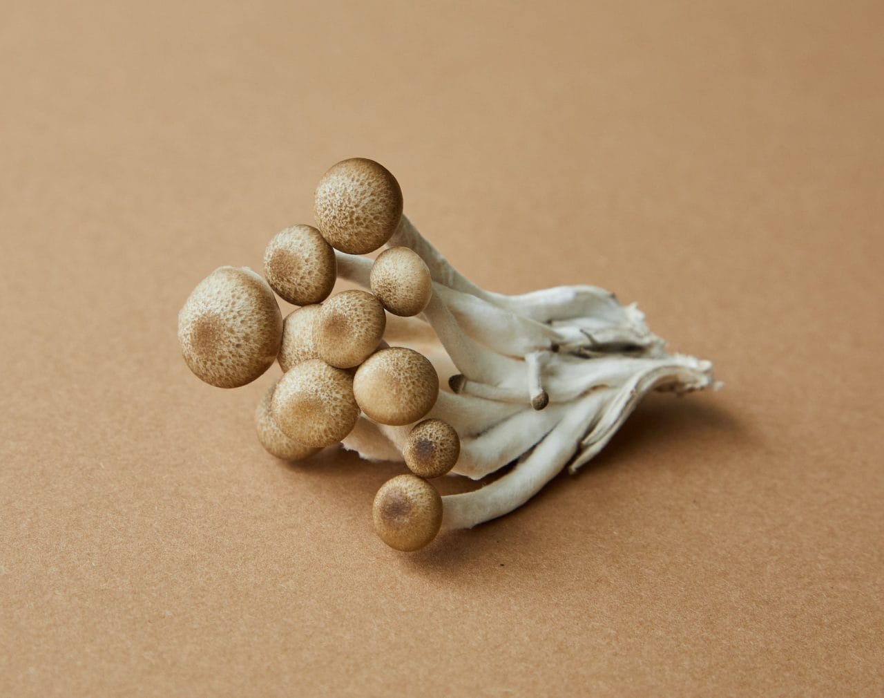 Diving Deeper into Penis Envy: An In-depth Examination of the Most Potent Mushroom Strain
