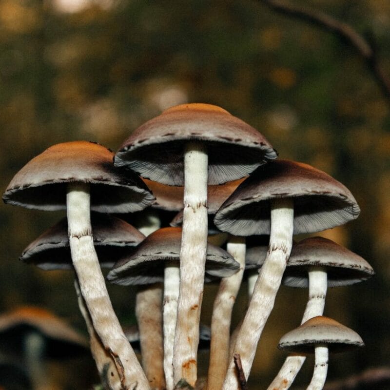 Microdose Mushrooms | Buy Magic Mushrooms Canada