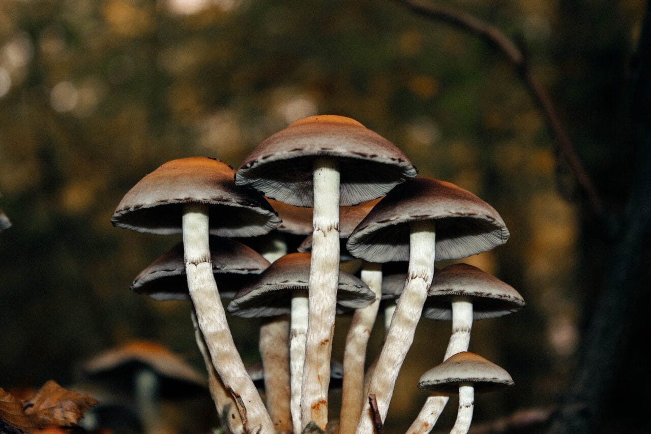 A Collection of Case Studies: Microdosing Mushrooms as a Chronic Pain Alleviator