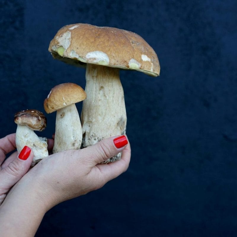 Shrooms Online | Buy Magic Mushrooms Canada