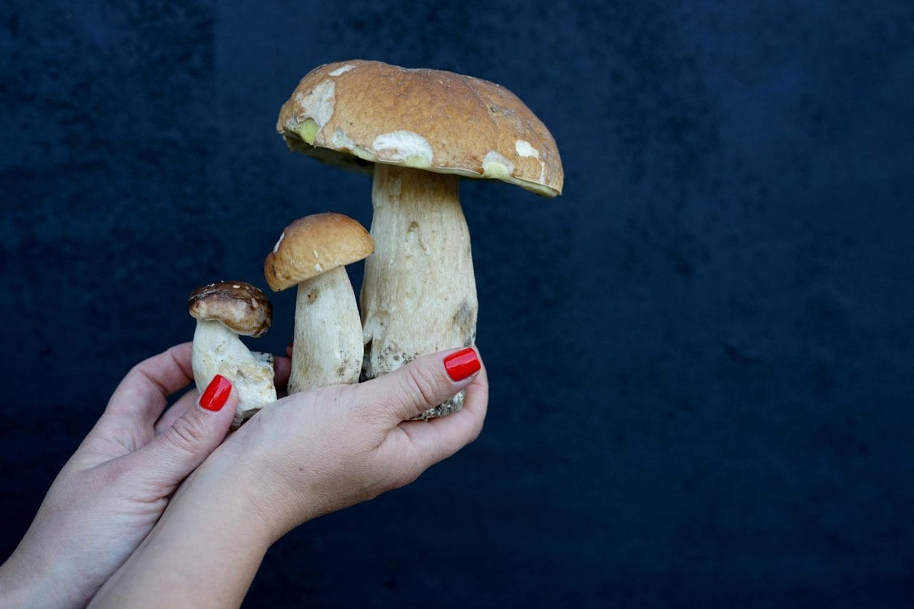 Five Essential Mushrooms to Try in Your Locality