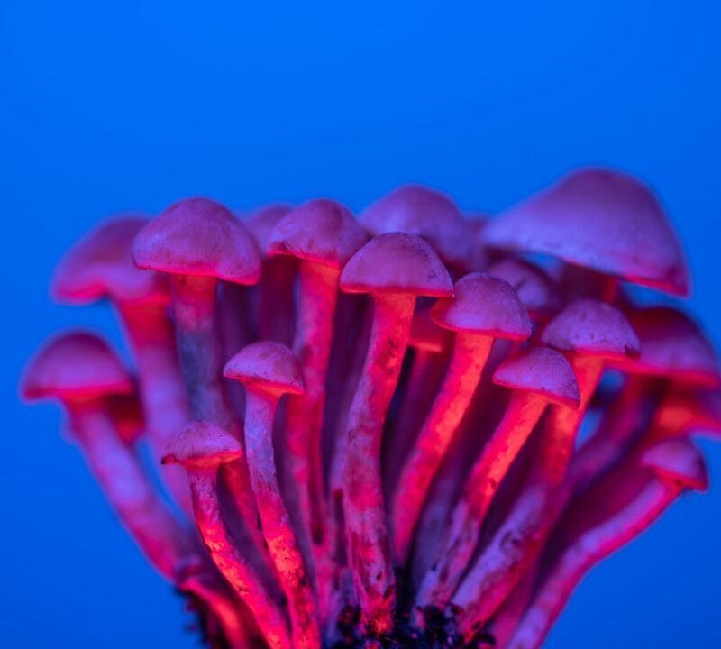 Shrooms Delivery in Canada | Buy Magic Mushrooms Canada