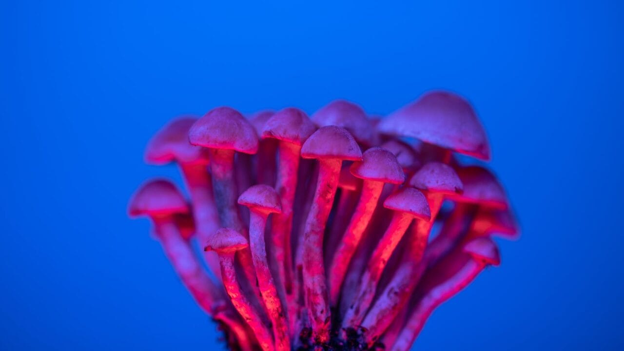 Delivering Shrooms for Cognitive Boost: Understanding the Advantages of Nootropics