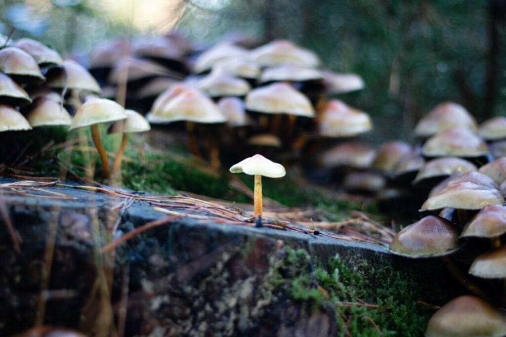 Shroom Delivery at Buy Magic Mushrooms Canada