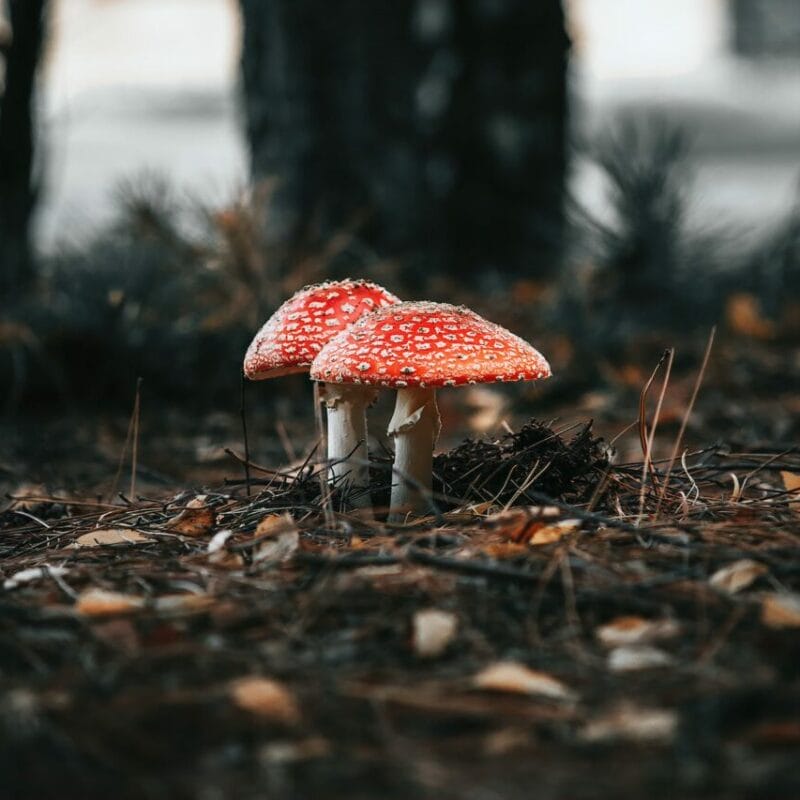 Shroom online delivery at Zoomies Canada | Buy Magic Mushrooms Canada