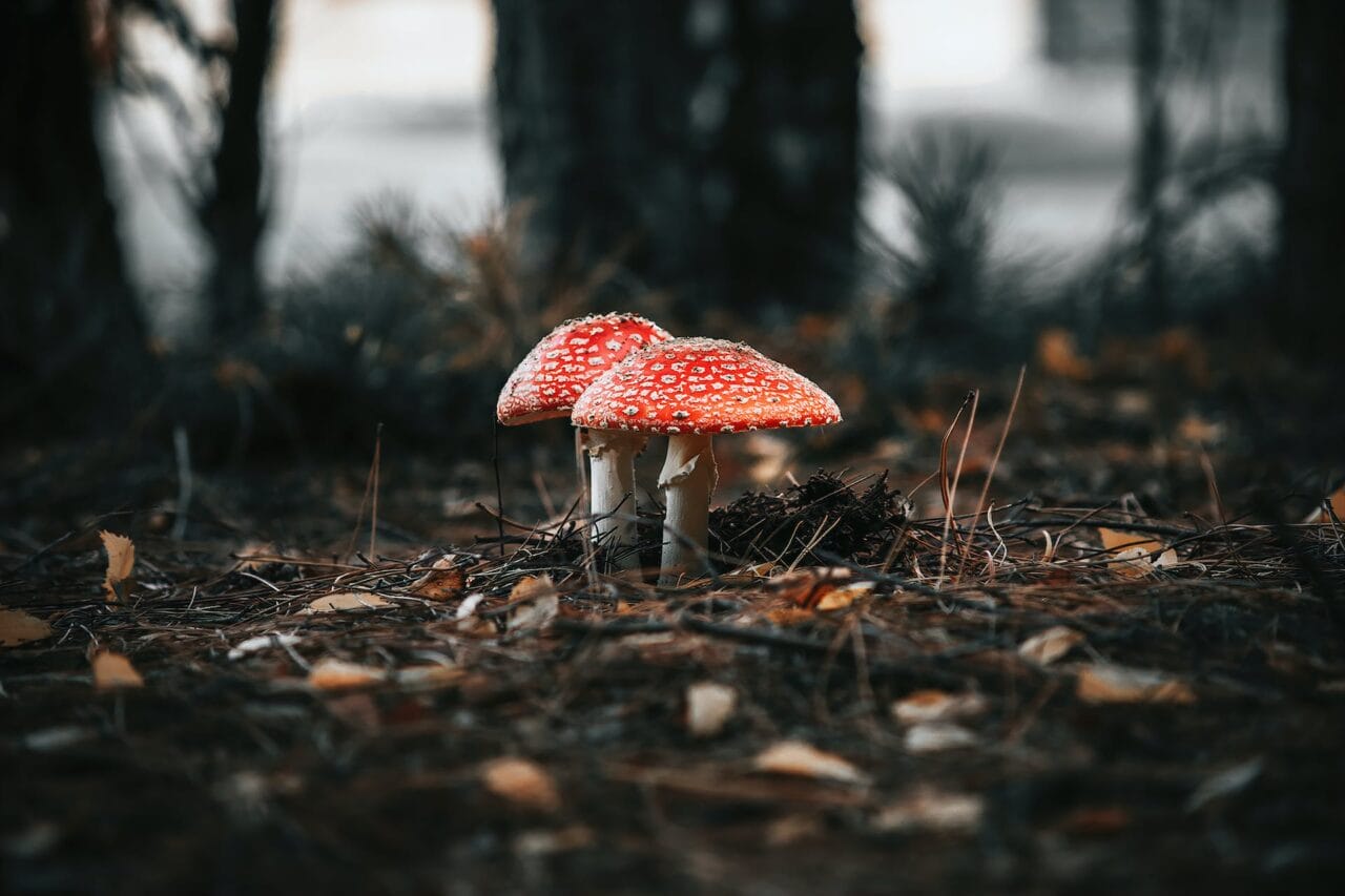 The Revolution of Psilocybin: Its Production, Studies, and Future Direction