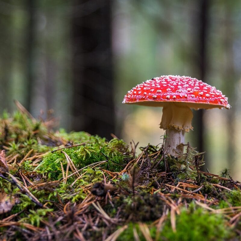 Shrooms Online in Canada | Buy Magic Mushrooms Canada