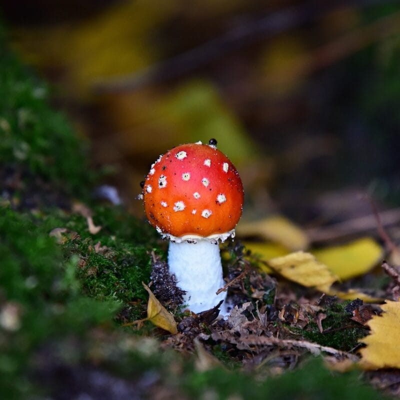 buy LSD online in Canada | Buy Magic Mushrooms Canada