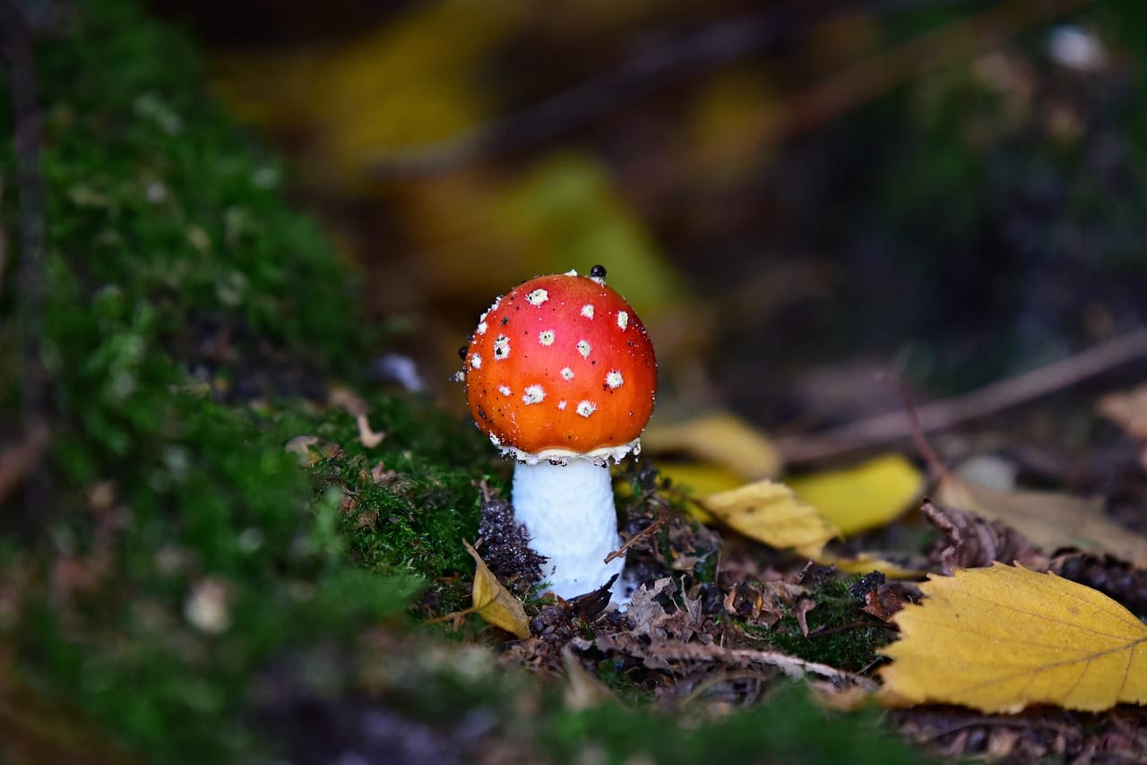 Can LSD Induce Happiness? Insights from Experts