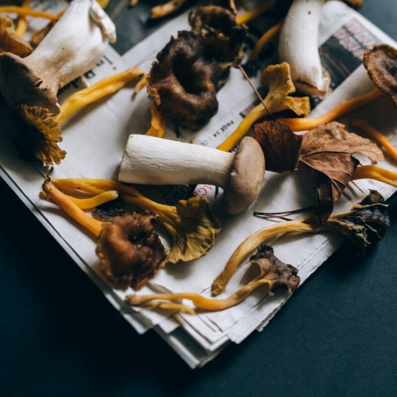 Mushroom chocolate at Zoomies Canada | Buy Magic Mushrooms Canada