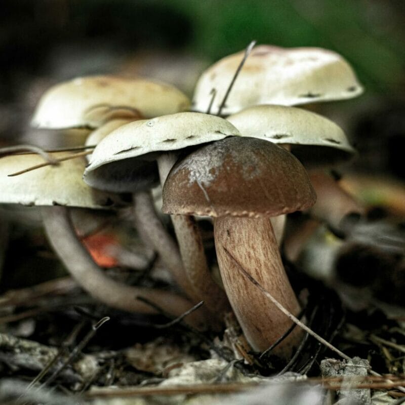 psilocybin mushroom | Buy Magic Mushrooms Canada