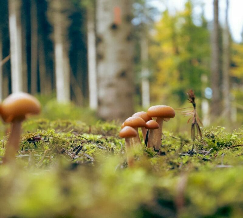 Magic Mushroom Dispensary | Buy Magic Mushrooms Canada