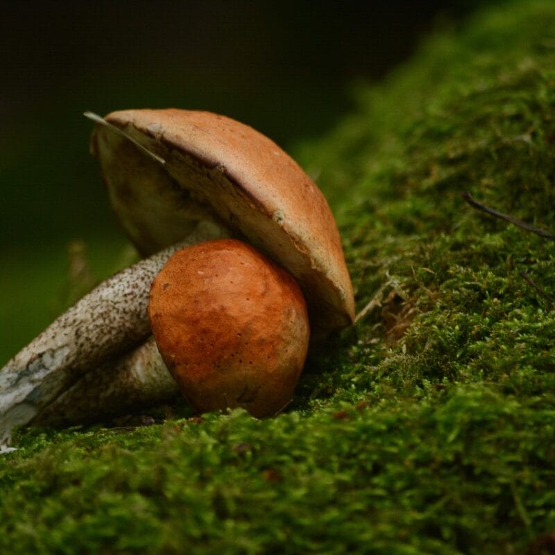 Mushroom Dispensary Vancouver | Buy Magic Mushrooms Canada