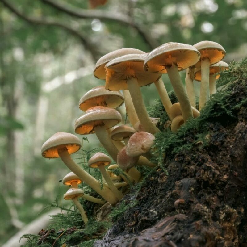 Shrooms online | Buy Magic Mushrooms Canada