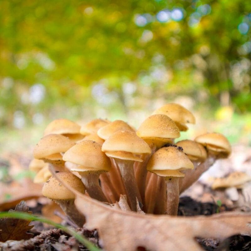 Shrooms Canada | Buy Magic Mushrooms Canada